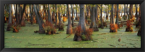 Framed Bald cypress trees (Taxodium disitchum) in a forest, Illinois, USA Print