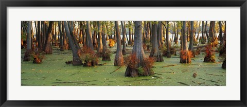 Framed Bald cypress trees (Taxodium disitchum) in a forest, Illinois, USA Print