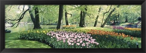 Framed Flowers in a garden, Keukenhof Gardens, Netherlands Print