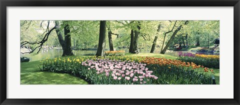 Framed Flowers in a garden, Keukenhof Gardens, Netherlands Print