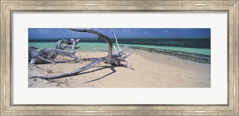 Framed Driftwood on the beach, Green Island, Great Barrier Reef, Queensland, Australia Print