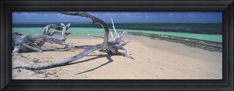 Framed Driftwood on the beach, Green Island, Great Barrier Reef, Queensland, Australia Print