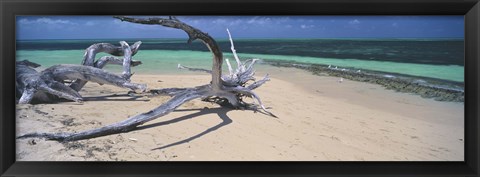 Framed Driftwood on the beach, Green Island, Great Barrier Reef, Queensland, Australia Print