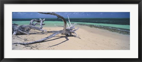 Framed Driftwood on the beach, Green Island, Great Barrier Reef, Queensland, Australia Print