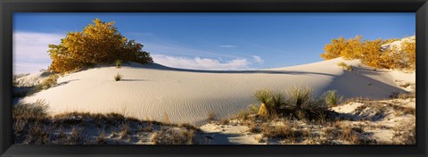 Framed Desert plants in White Sands National Monument, New Mexico Print