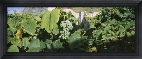 Framed Bunch of grapes in a vineyard, Sao Miguel, Ponta Delgada, Azores, Portugal Print