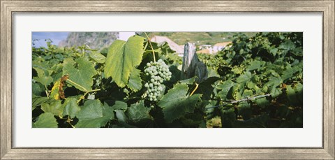 Framed Bunch of grapes in a vineyard, Sao Miguel, Ponta Delgada, Azores, Portugal Print