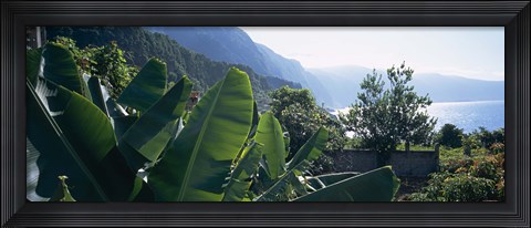 Framed Banana trees in a garden at the seaside, Ponta Delgada, Madeira, Portugal Print
