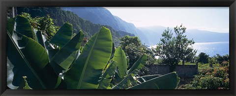 Framed Banana trees in a garden at the seaside, Ponta Delgada, Madeira, Portugal Print