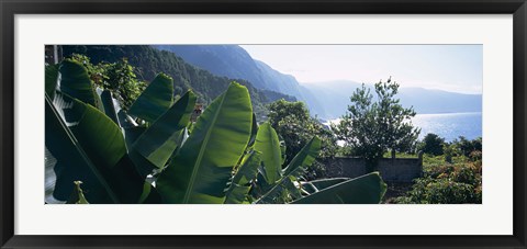 Framed Banana trees in a garden at the seaside, Ponta Delgada, Madeira, Portugal Print