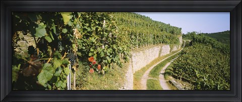 Framed Gravel road passing through vineyards, Vaihingen An Der Enz, Baden-Wurttemberg, Germany Print