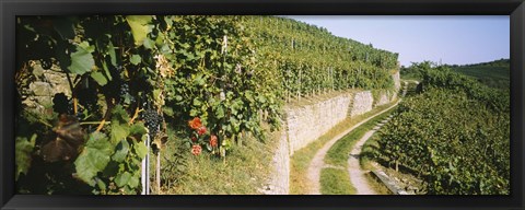 Framed Gravel road passing through vineyards, Vaihingen An Der Enz, Baden-Wurttemberg, Germany Print