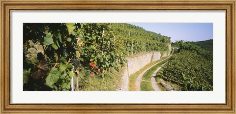 Framed Gravel road passing through vineyards, Vaihingen An Der Enz, Baden-Wurttemberg, Germany Print