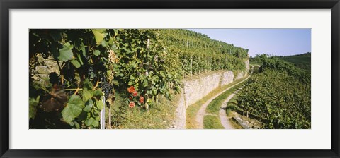 Framed Gravel road passing through vineyards, Vaihingen An Der Enz, Baden-Wurttemberg, Germany Print