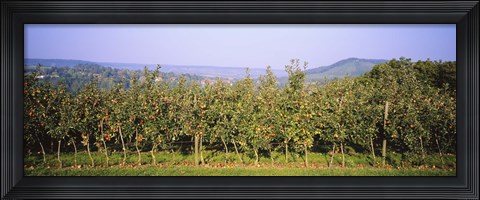 Framed Apple trees in an orchard, Weinsberg, Heilbronn, Stuttgart, Baden-Wurttemberg, Germany Print