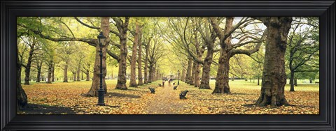 Framed Trees along a footpath in a park, Green Park, London, England Print