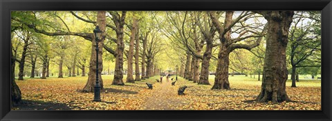 Framed Trees along a footpath in a park, Green Park, London, England Print