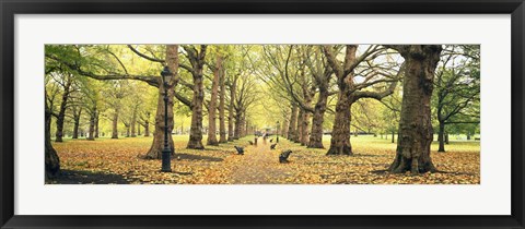 Framed Trees along a footpath in a park, Green Park, London, England Print