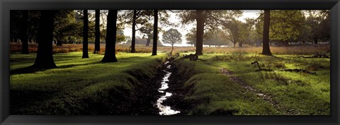 Framed Stream passing through a park, Richmond Park, London, England Print