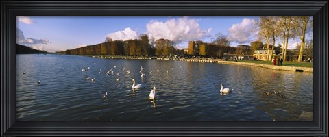 Framed Flock of swans swimming in a lake, Chateau de Versailles, Versailles, Yvelines, France Print