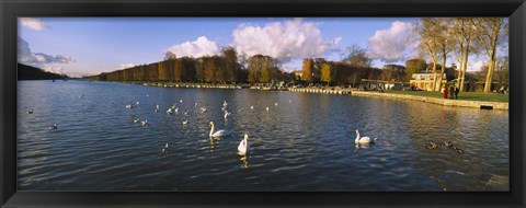 Framed Flock of swans swimming in a lake, Chateau de Versailles, Versailles, Yvelines, France Print