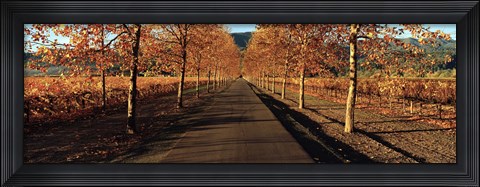 Framed Vineyards along a road, Beaulieu Vineyard, Napa Valley, California, USA Print