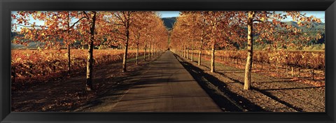 Framed Vineyards along a road, Beaulieu Vineyard, Napa Valley, California, USA Print