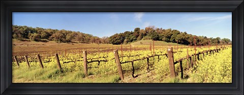 Framed Mustard Flowers in a Field, Napa Valley, California Print