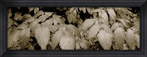 Framed Close-up of leaves, Oswald West State Park, Oregon, USA Print