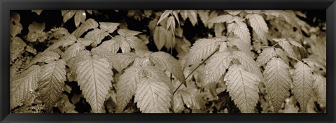 Framed Close-up of leaves, Oswald West State Park, Oregon, USA Print