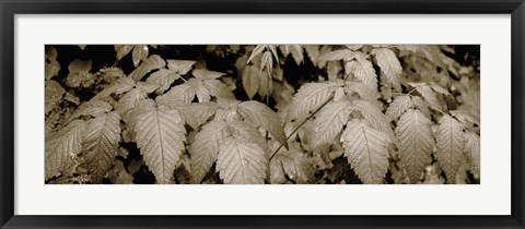 Framed Close-up of leaves, Oswald West State Park, Oregon, USA Print