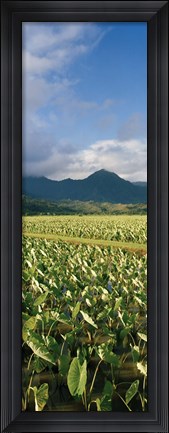 Framed Taro crop in a field, Hanalei Valley, Kauai, Hawaii, USA Print
