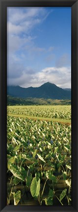 Framed Taro crop in a field, Hanalei Valley, Kauai, Hawaii, USA Print