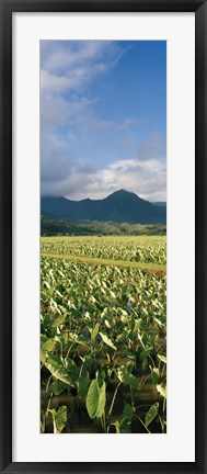 Framed Taro crop in a field, Hanalei Valley, Kauai, Hawaii, USA Print