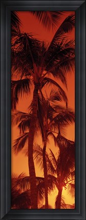 Framed Low angle view of palm trees at dusk, Hawaii Print