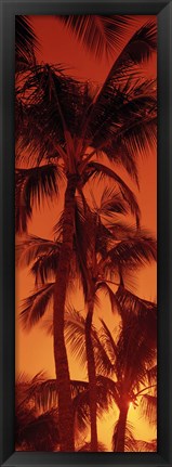 Framed Low angle view of palm trees at dusk, Hawaii Print