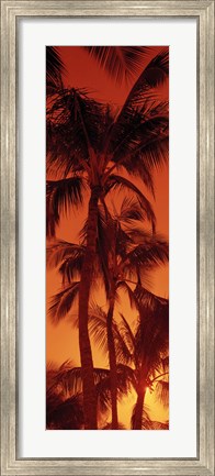 Framed Low angle view of palm trees at dusk, Hawaii Print