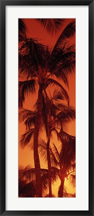 Framed Low angle view of palm trees at dusk, Hawaii Print