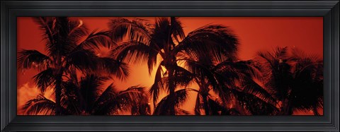 Framed Palm trees at dusk, Kalapaki Beach, Hawaii Print