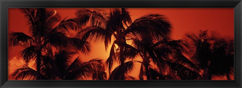 Framed Palm trees at dusk, Kalapaki Beach, Hawaii Print