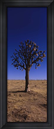 Framed Joshua tree (Yucca brevifolia) in a field, California, USA Print