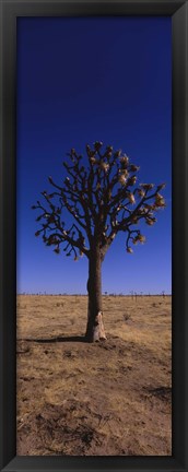 Framed Joshua tree (Yucca brevifolia) in a field, California, USA Print