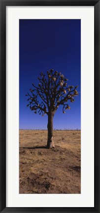 Framed Joshua tree (Yucca brevifolia) in a field, California, USA Print