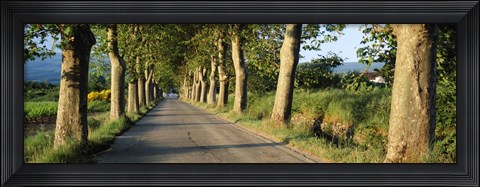 Framed Trees along a road, Vaucluse, Provence, France Print
