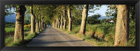 Framed Trees along a road, Vaucluse, Provence, France Print