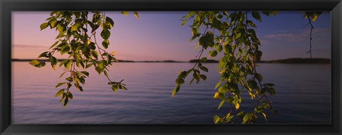 Framed Close-up of leaves of a birch tree, Joutseno, Southern Finland, South Karelia, Finland Print