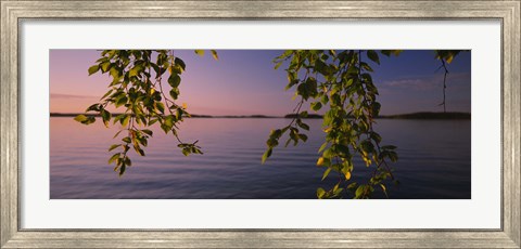 Framed Close-up of leaves of a birch tree, Joutseno, Southern Finland, South Karelia, Finland Print