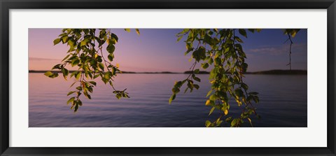 Framed Close-up of leaves of a birch tree, Joutseno, Southern Finland, South Karelia, Finland Print