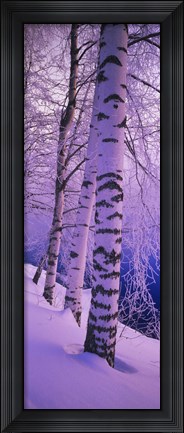 Framed Birch trees at the frozen riverside, Vuoksi River, Imatra, Finland Print