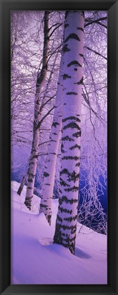 Framed Birch trees at the frozen riverside, Vuoksi River, Imatra, Finland Print